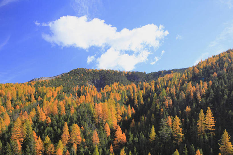 无人,横图,室外,白天,正面,旅游,度假,美景,秋季,森林,山,山脉,树林,植物,松树,叶子,瑞士,欧洲,阴影,光线,影子,景观,山峰,云,云朵,枯叶,落叶,山峦,云彩,娱乐,树,树木,蓝色,绿色,白云,蓝天,天空,阳光,自然,群山,天,享受,休闲,景色,放松,生长,晴朗,成长,自然风光,坚定,中欧,落叶松,长寿,瑞士联邦,贞洁,叶,叶片,晴空,秋,秋天,彩图,黄花松