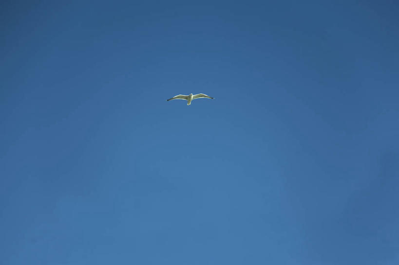 无人,横图,室外,白天,仰视,美景,鸟,静冈县,日本,亚洲,飞翔,伸展,张开,展翅,阴影,飞行,光线,翅膀,鸟类,影子,景观,翱翔,飞,一只,蓝色,蓝天,天空,阳光,自然,天,景色,晴朗,自然风光,东亚,张开翅膀,本州,万里无云,本州岛,日本国,中部地方,静冈,展开翅膀,晴空,晴空万里,彩图,低角度拍摄,全身