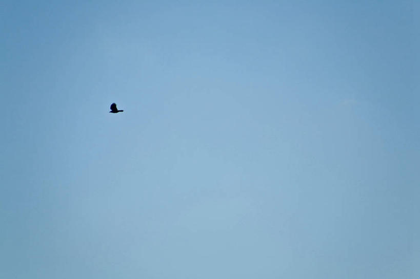 无人,横图,室外,白天,仰视,美景,鸟,东京,日本,亚洲,飞翔,伸展,张开,展翅,阴影,飞行,光线,翅膀,鸟类,影子,景观,翱翔,飞,一只,蓝色,蓝天,天空,阳光,自然,天,景色,晴朗,自然风光,东亚,张开翅膀,本州,万里无云,关东地方,本州岛,日本国,东京都,展开翅膀,晴空,晴空万里,彩图,低角度拍摄,全身