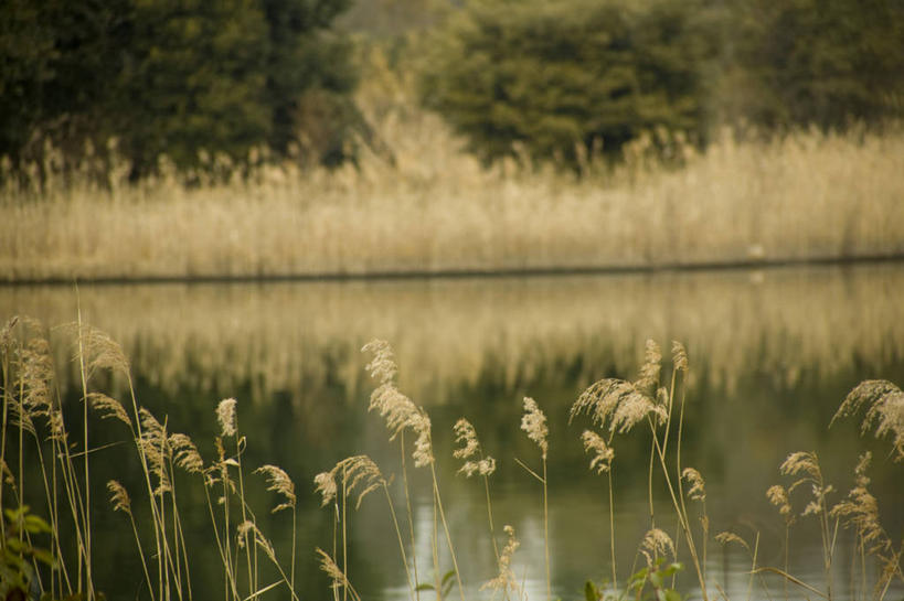 无人,横图,室外,白天,正面,旅游,度假,草地,草坪,美景,树林,植物,东京,日本,亚洲,阴影,光线,影子,池塘,景观,水池,蒲苇,娱乐,草,树,树木,绿色,倒影,阳光,自然,享受,休闲,景色,放松,生长,成长,倒映,自然风光,东亚,本州,关东地方,本州岛,日本国,东京都,反照,彩图