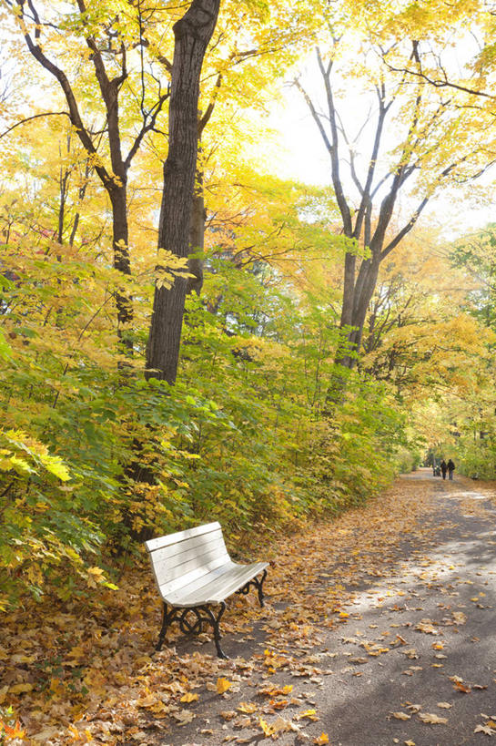 无人,竖图,室外,白天,正面,旅游,度假,草地,草坪,美景,树林,植物,道路,路,叶子,椅子,加拿大,一堆,许多,阴影,堆叠,堆积,光线,影子,木椅,景观,小路,枯叶,落叶,交通,很多,娱乐,草,树,树木,绿色,阳光,自然,享受,休闲,景色,放松,生长,成长,堆,北美,北美洲,自然风光,美洲,北亚美利加洲,亚美利加洲,魁北克省,叶,叶片,彩图,古壁省,魁省