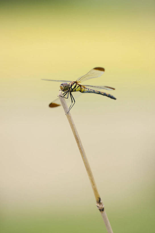 无人,竖图,室外,特写,白天,侧面,美景,伸展,张开,展翅,阴影,朦胧,模糊,光线,翅膀,蜻蜓,昆虫,影子,柱子,景观,注视,停留,一只,阳光,自然,动物,观察,看,景色,红蜻蜓,观看,停止,察看,关注,自然风光,猫猫丁,咪咪洋,蚂螂,河嘻嘻,益虫,张开翅膀,逗留,停顿,展开翅膀,彩图,全身