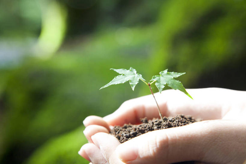 东方人,儿童,手,一个人,捧,横图,室外,特写,白天,侧面,纯洁,草地,草坪,树林,植物,叶子,亚洲,双手,仅一个女性,仅一个人,一堆,许多,阴影,堆叠,堆积,朦胧,模糊,过程,光线,影子,泥土,土壤,枫叶,绿叶,很多,黄种人,草,树,树木,小孩,绿色,阳光,自然,仅一个小孩,手部,嫩叶,可爱,童年,童趣,生长,成长,枫树叶,堆,童真,烂漫,无邪,发展,历程,天真,女孩,女人,女性,亚洲人,孩子,叶,叶片,端,端着,捧着,手捧,半身,彩图,女生