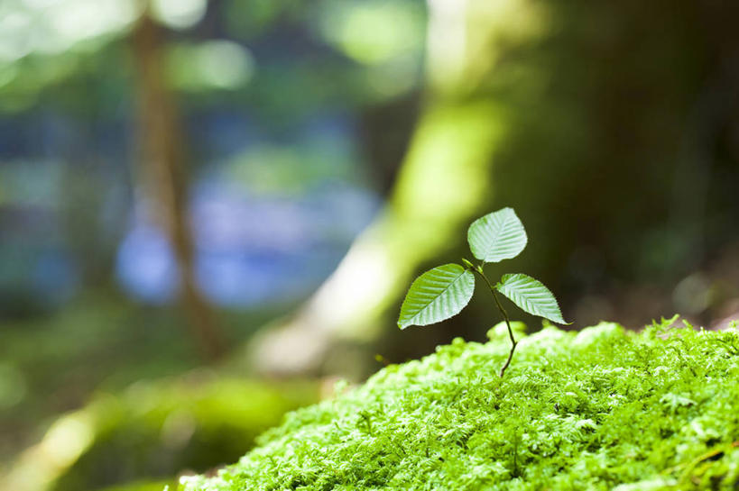 无人,横图,室外,特写,白天,正面,草地,草坪,美景,树林,植物,叶子,阴影,朦胧,模糊,过程,光线,纹理,影子,景观,青苔,绿叶,苔藓,草,树,树木,绿色,阳光,自然,嫩叶,景色,生长,成长,自然风光,发展,山毛榉,肌理,麻栎金刚,山毛榉树,历程,叶,叶片,叶脉,彩图