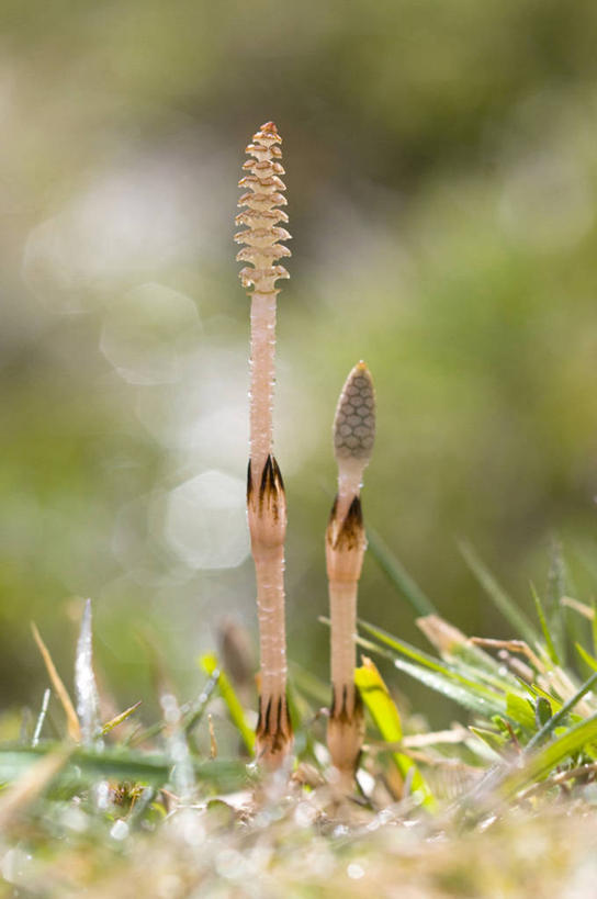 无人,竖图,室外,特写,白天,正面,草地,草坪,美景,植物,阴影,朦胧,模糊,光线,影子,景观,草,绿色,阳光,自然,景色,自然风光,问荆,接续草,公母草,搂接草,空心草,马蜂草,猪鬃草,黄蚂草,节节草,接骨草,彩图,木贼