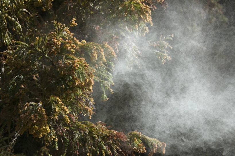 无人,横图,室外,特写,白天,正面,日出,美景,树林,太阳,植物,松树,阴影,朦胧,模糊,光线,影子,景观,朝霞,晨曦,黎明,树,树木,绿色,阳光,自然,景色,生长,成长,自然风光,杉树,坚定,花粉,长寿,贞洁,柳杉,朝阳,彩图,卯时,破晓,日始,孔雀松,木沙椤树,日本柳杉