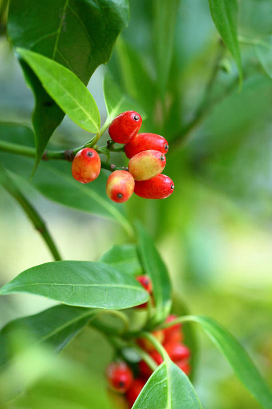 无人,竖图,室外,特写,白天,正面,美景,植物,浆果,叶子,许多,阴影,朦胧,模糊,光线,影子,景观,果实,绿叶,枝条,很多,树,树木,树枝,红色,绿色,阳光,自然,嫩叶,景色,生长,成长,自然风光,虬枝,枝杈,叶,叶片,彩图,东瀛珊瑚,青木,桃叶珊瑚,绞木,日本桃叶珊瑚
