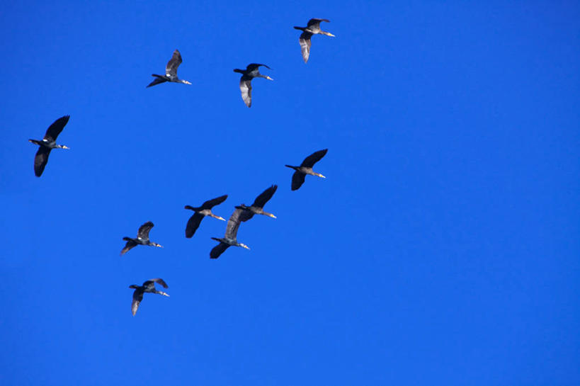 无人,横图,室外,特写,白天,仰视,旅游,度假,美景,鸟,日本,亚洲,一群,许多,飞翔,伸展,张开,展翅,阴影,飞行,光线,翅膀,鸬鹚,鸟类,影子,景观,千叶县,很多,翱翔,娱乐,飞,捕鱼,蓝色,蓝天,天空,阳光,自然,天,享受,休闲,景色,放松,晴朗,自然风光,鱼鹰,水老鸦,东亚,张开翅膀,本州,万里无云,关东地方,本州岛,日本国,千叶,展开翅膀,晴空,晴空万里,彩图,低角度拍摄,全身