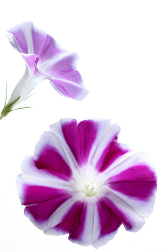 无人,竖图,室内,特写,白天,白色背景,正面,爱情,喇叭花,阴影,盛开,反射,影子,花蕾,花,花瓣,花朵,鲜花,两朵,紫色,花苞,花蕊,摄影,影棚,虚幻,牵牛,牵牛子,勤娘子,朝颜花,冷静,牵牛花,彩图,影棚拍摄,拍摄,朝颜