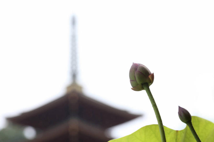 无人,横图,室外,特写,白天,仰视,纯洁,美景,莲花,叶子,阴影,朦胧,模糊,盛开,光线,影子,景观,塔,荷叶,花蕾,宝塔,佛塔,花,花瓣,花朵,鲜花,天空,阳光,自然,天,花苞,花蕊,景色,富贵,神圣,自然风光,纯净,莲叶,六月花神,正直,浮图,浮屠,鞭蕖,鞭蓉,芙蕖,菡萏,荷花,六月春,藕花,水旦,水芙蓉,水华,水芸,溪客,叶,叶片,彩图,低角度拍摄,塔婆,浮图塔,浮头,佛图