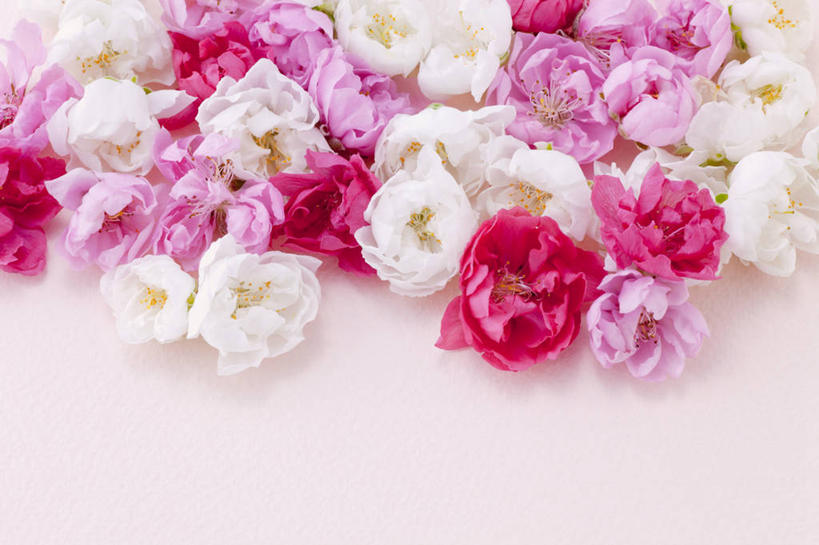 无人,横图,俯视,室内,特写,白天,一堆,许多,阴影,堆叠,堆积,粉色背景,盛开,反射,影子,梅花,花蕾,花,花瓣,花朵,鲜花,粉色,白色,花苞,花蕊,摄影,影棚,堆,高雅,坚强,春梅,梅,彩图,高角度拍摄,影棚拍摄,拍摄,白梅花,绿萼梅,绿梅,绿梅花