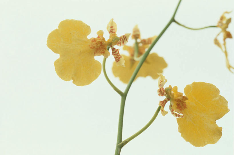 无人,横图,室外,特写,白天,白色背景,正面,三朵,盛开,茎,枝条,花蕾,花,花瓣,花朵,鲜花,黄色,花苞,花蕊,摄影,影棚,彩图,影棚拍摄,拍摄