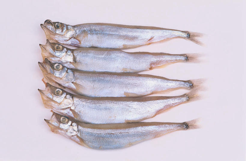 海鲜,无人,横图,俯视,室内,特写,白天,白色背景,桌面,桌子,一排,许多,整齐,鱼,水产,鱼类,海洋生物,排列,摄影,影棚,队列,水生动物,海产品,水生物,海底动物,胡瓜鱼,多春鱼,毛鳞鱼,柳叶鱼,池沼公鱼,桦太柳叶鱼,彩图,高角度拍摄,全身,影棚拍摄,拍摄