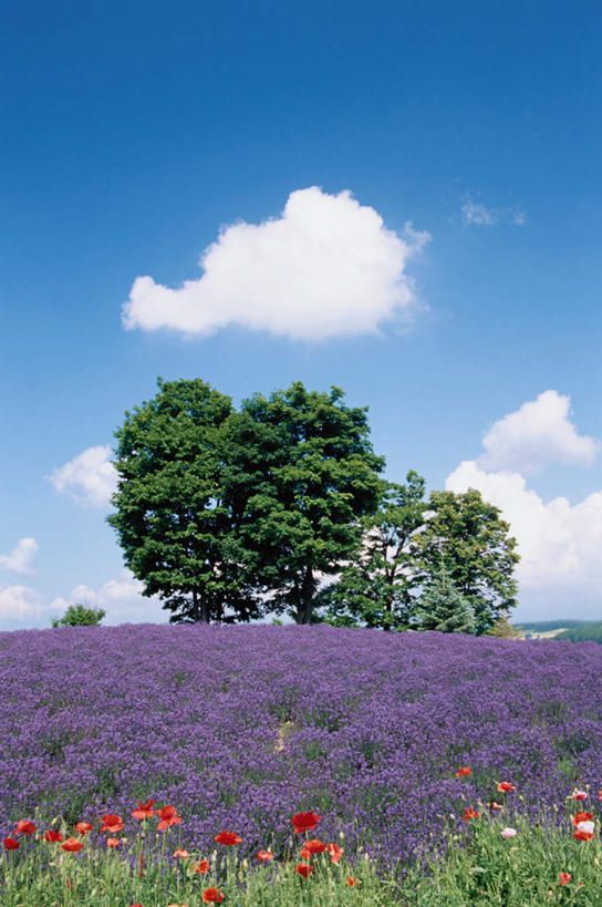 无人,竖图,室外,白天,正面,爱情,旅游,度假,花海,花圃,美景,树林,植物,罂粟,叶子,北海道,日本,亚洲,盛开,景观,云,云朵,草药,浪漫,花蕾,云彩,娱乐,中药,花,花瓣,花朵,鲜花,树,树木,红色,蓝色,绿色,白云,蓝天,天空,自然,香草,花丛,花束,花田,天,花苞,花蕊,薰衣草,享受,休闲,景色,放松,生长,成长,毒品,自然风光,药材,中草药,呼吸,东亚,中药材,本草,日本国,北海道地方,北海道岛,止痛,镇静,安眠,红罂粟,灵香草,黄香草,上富良野町,奇迹,道北,罂粟花,彩图,上川支厅