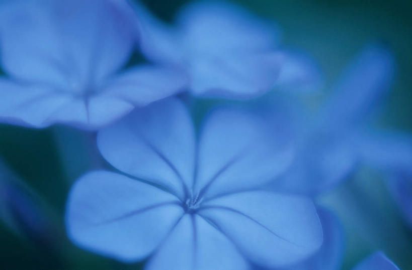 无人,横图,俯视,室外,特写,白天,旅游,度假,美景,许多,朦胧,模糊,盛开,景观,花蕾,娱乐,花,花瓣,花朵,鲜花,蓝色,自然,花苞,花蕊,享受,休闲,景色,放松,忧郁,自然风光,蓝雪花,蓝花丹,蓝茉莉,冷淡,彩图,高角度拍摄