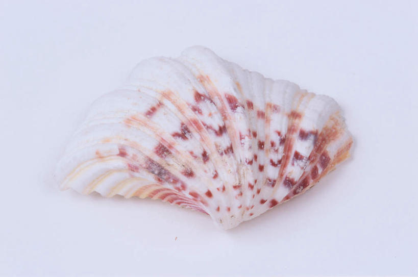 无人,横图,俯视,室内,特写,白天,白色背景,桌面,桌子,贝壳,棕色,海螺,一个,摄影,影棚,单个,贝类外壳,海螺壳,软体动物外壳,彩图,高角度拍摄,全身,影棚拍摄,拍摄