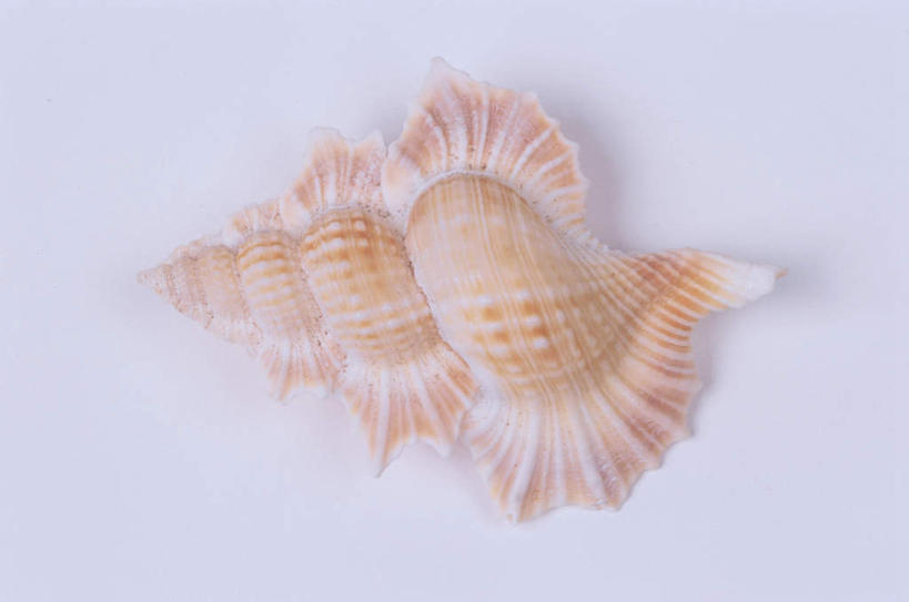 无人,横图,俯视,室内,特写,白天,白色背景,桌面,桌子,贝壳,棕色,海螺,一个,摄影,影棚,单个,贝类外壳,海螺壳,软体动物外壳,彩图,高角度拍摄,全身,影棚拍摄,拍摄