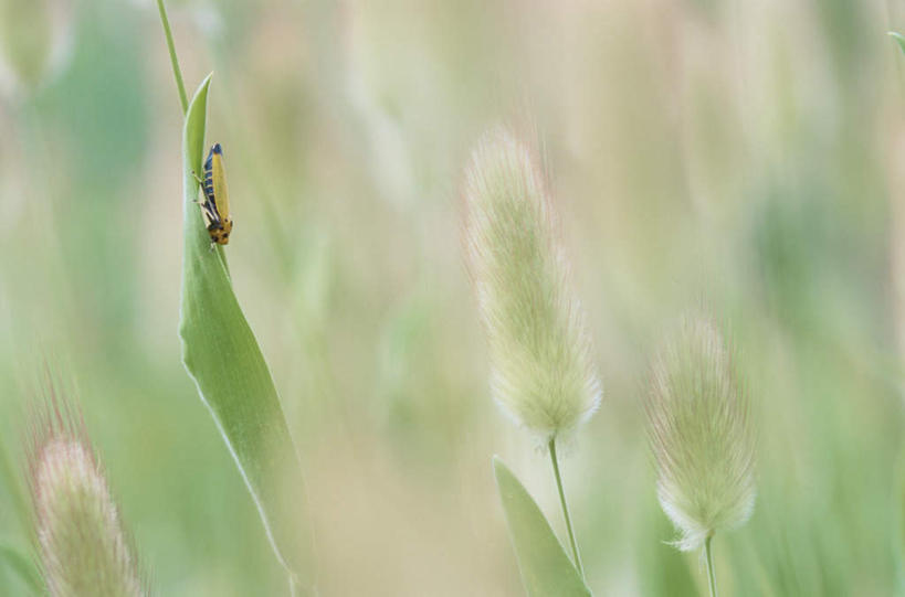 无人,站,横图,室内,特写,白天,正面,旅游,度假,草地,草坪,美景,植物,朦胧,模糊,昆虫,蚱蜢,景观,草药,药草,娱乐,中药,草,一只,绿色,自然,动物,站着,享受,休闲,景色,放松,自然风光,药材,中草药,扁旦勾,中药材,本草,兔尾草,害虫,狐狸尾,狸尾豆,站立,彩图,全身