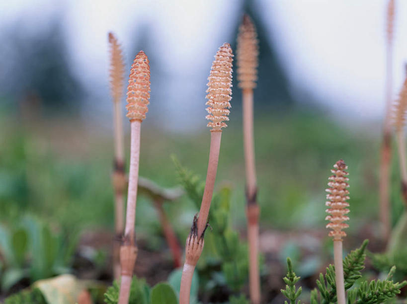 无人,横图,室外,特写,白天,正面,旅游,度假,草地,草坪,美景,植物,朦胧,模糊,景观,娱乐,草,绿色,自然,享受,休闲,景色,放松,自然风光,灯芯草,灯心草,蔺草,龙须草,马棕根,蓑衣草,野席草,彩图