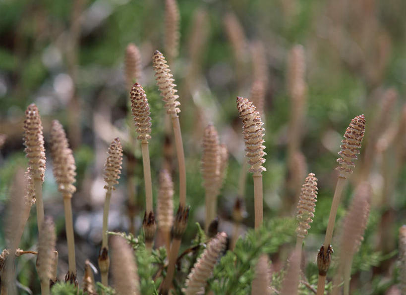无人,横图,俯视,室外,白天,旅游,度假,草地,草坪,美景,植物,朦胧,模糊,景观,娱乐,草,绿色,自然,享受,休闲,景色,放松,自然风光,灯芯草,灯心草,蔺草,龙须草,马棕根,蓑衣草,野席草,彩图,高角度拍摄