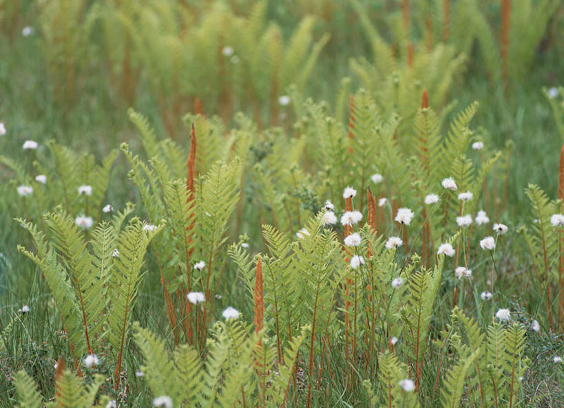 无人,横图,俯视,室外,白天,旅游,度假,草地,草坪,美景,植物,许多,盛开,景观,草药,药草,花蕾,娱乐,中药,草,花,花瓣,花朵,鲜花,绿色,白色,自然,花苞,花蕊,享受,休闲,景色,放松,自然风光,药材,中草药,中药材,本草,兔尾草,狐狸尾,狸尾豆,彩图,高角度拍摄