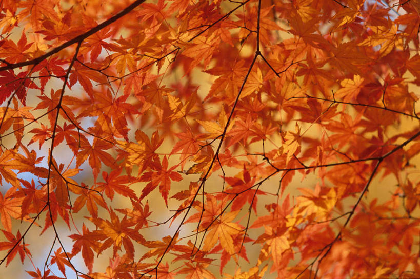 无人,横图,室外,白天,仰视,旅游,度假,美景,秋季,树林,植物,叶子,景观,枫叶,枯叶,落叶,娱乐,树,树木,黄色,红色,绿色,自然,享受,休闲,景色,放松,生长,成长,枫树叶,自然风光,叶,叶片,秋,秋天,彩图,低角度拍摄