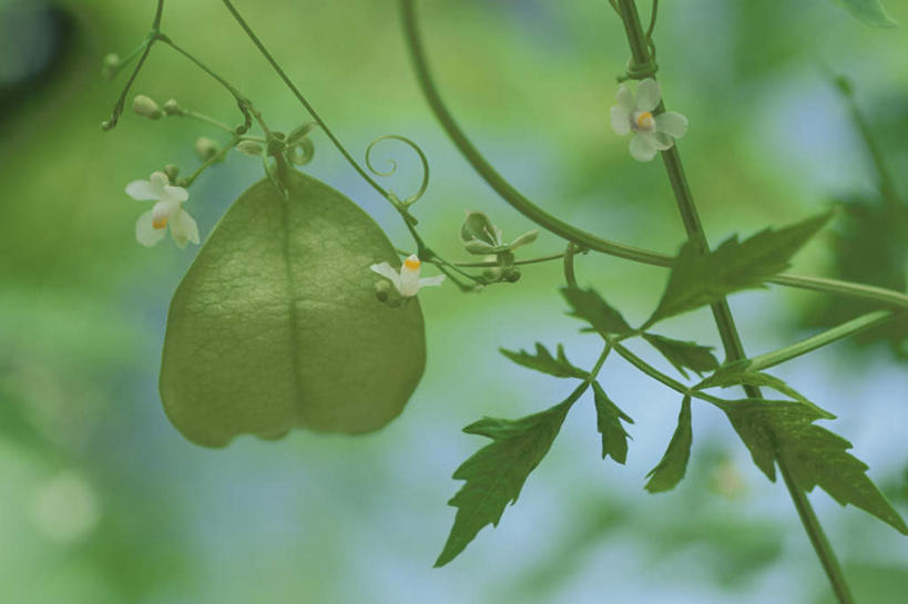 无人,横图,室外,特写,白天,正面,旅游,度假,美景,植物,三朵,盛开,景观,娱乐,花,花瓣,花朵,花卉,鲜花,白色,自然,花蕊,享受,休闲,景色,放松,自然风光,倒地铃,风船葛,倒藤卜仔草,三角卜,彩图