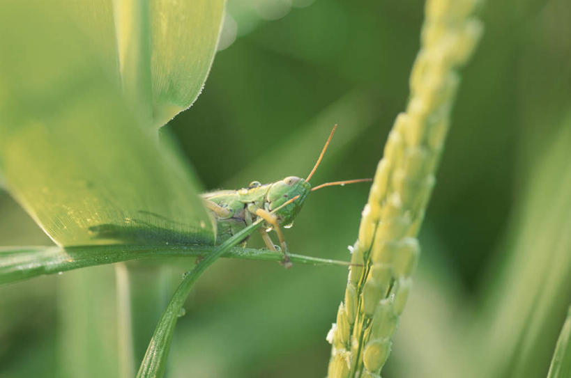 无人,站,横图,室外,特写,白天,侧面,旅游,度假,美景,叶子,朦胧,模糊,昆虫,景观,绿叶,娱乐,一只,自然,动物,站着,享受,休闲,嫩叶,景色,放松,蝗虫,自然风光,害虫,叶,叶片,站立,彩图,全身