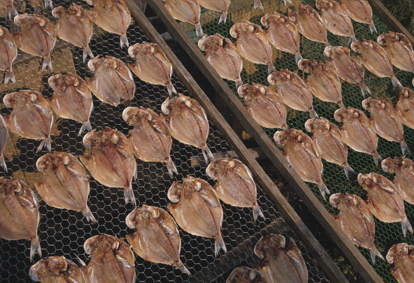 海鲜,无人,横图,俯视,室外,特写,白天,日本,亚洲,一排,许多,整齐,格子,支架,食品,鲭鱼,水产,食物,排列,花池鱼,花鲱,花鳀,青花鱼,鲐鲅鱼,油胴鱼,队列,海产品,东亚,日本国,彩图,高角度拍摄