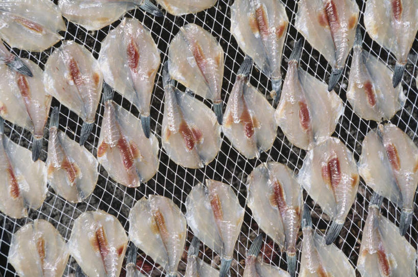 海鲜,无人,横图,俯视,室外,特写,白天,一排,许多,整齐,金属,格子,日本料理,食品,水产,架子,食物,排列,日式料理,日式,队列,海产品,剥皮鱼,绿鳍马面鲀,橡皮鱼,马面鱼,扒皮鱼,马面鲀,彩图,高角度拍摄