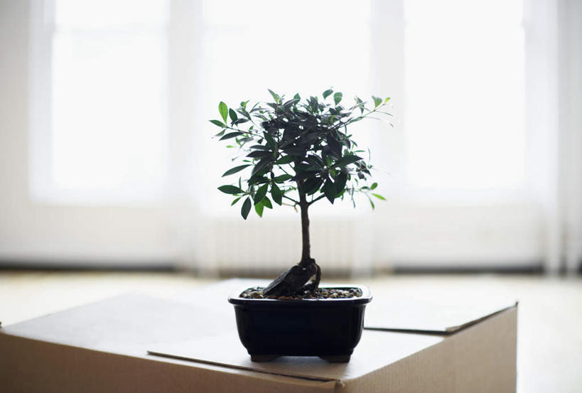 无人,横图,室内,特写,白天,正面,植物,窗户,窗帘,地板,落地窗,阴影,光线,包装,盆栽,影子,纸箱,盆景,地面,木地板,玻璃窗,一个,绿色,阳光,自然,容器,箱子,生长,单个,成长,一盆,纸板箱,包装箱,彩图