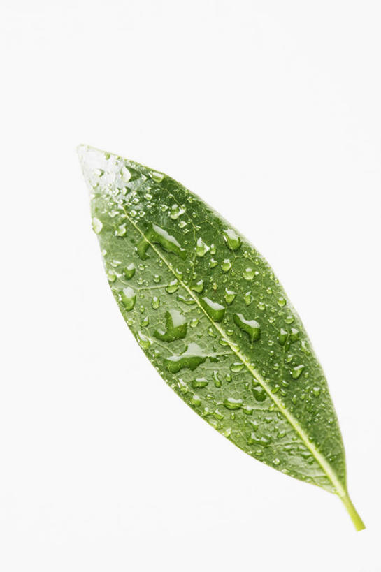 无人,竖图,俯视,室内,特写,白天,白色背景,水,叶子,一片,液体,水滴,绿叶,水珠,绿色,露珠,嫩叶,摄影,影棚,清爽,简单,叶,叶片,彩图,高角度拍摄,影棚拍摄,拍摄
