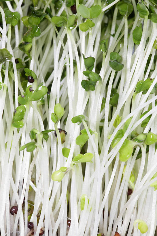 无人,竖图,俯视,室内,特写,白天,白色背景,植物,豆,蔬菜,一堆,许多,堆叠,堆积,新鲜,豆类,豆芽,豆子,食品,食物,白色,摄影,有机食品,绿色食品,影棚,堆,绿豆,豆芽菜,豆科,青小豆,芽苗菜,菉豆,植豆,彩图,高角度拍摄,影棚拍摄,拍摄