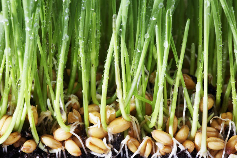 无人,横图,室内,特写,白天,白色背景,正面,水,植物,露水,叶子,一堆,许多,堆叠,堆积,透明,液体,水滴,土地,茎,绿叶,根,水珠,绿色,露珠,嫩叶,摄影,影棚,生机,堆,剔透,麦草,灵动,通明,叶,叶片,彩图,影棚拍摄,拍摄,晶莹