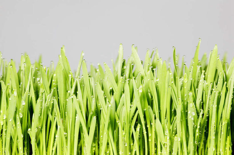 无人,横图,室内,特写,白天,正面,水,植物,叶子,一堆,许多,堆叠,堆积,灰色背景,液体,水滴,绿叶,水珠,绿色,露珠,嫩叶,摄影,影棚,堆,麦草,叶,叶片,彩图,影棚拍摄,拍摄