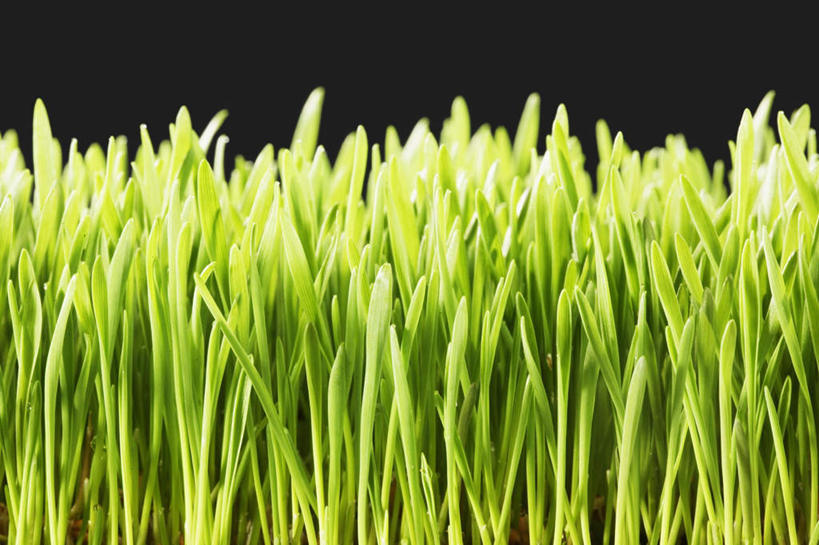 无人,横图,室内,特写,白天,正面,水,植物,叶子,一堆,许多,堆叠,堆积,黑色背景,液体,水滴,绿叶,水珠,绿色,露珠,嫩叶,摄影,影棚,堆,麦草,叶,叶片,彩图,影棚拍摄,拍摄