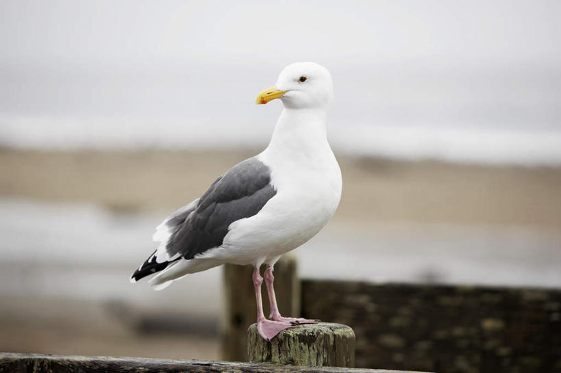 无人,站,横图,室外,白天,正面,海浪,海洋,鸟,朦胧,模糊,鸟类,浪花,水平线,海平线,注视,一只,蓝色,蓝天,天空,海水,天,看,站着,木桩,晴朗,观看,关注,鸥,海景,银鸥,万里无云,黑背鸥,黄腿鸥,大海,风浪,海,海水的波动,近岸浪,涌浪,晴空,晴空万里,站立,彩图,全身