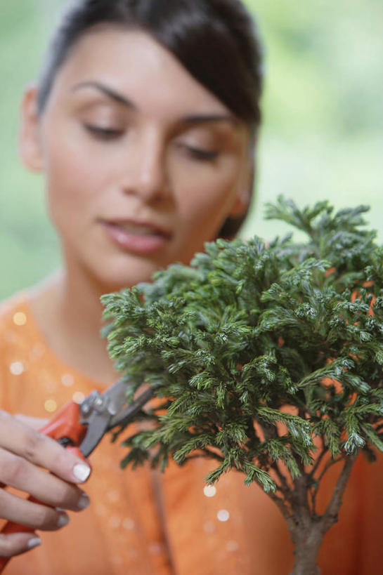 西方人,手,一个人,竖图,室内,特写,白天,正面,植物,桌子,欧洲,欧洲人,仅一个年轻女性,仅一个女性,仅一个人,握,服装,朦胧,模糊,剪刀,盆栽,园艺,盆景,地面,拿,拿着,注视,休闲装,衣服,绿色,自然,观察,看,休闲,手部,休闲服,握着,服饰,生长,成长,观看,单手,察看,园林剪,关注,园艺剪,园艺剪刀,年轻女性,女人,女性,白种人,半身,彩图