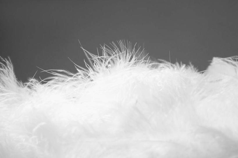 无人,竖图,室内,特写,白天,正面,静物,羽毛,一堆,许多,堆叠,堆积,灰色背景,柔软,毛,白色,摄影,影棚,堆,轻柔,轻巧,彩图,影棚拍摄,拍摄