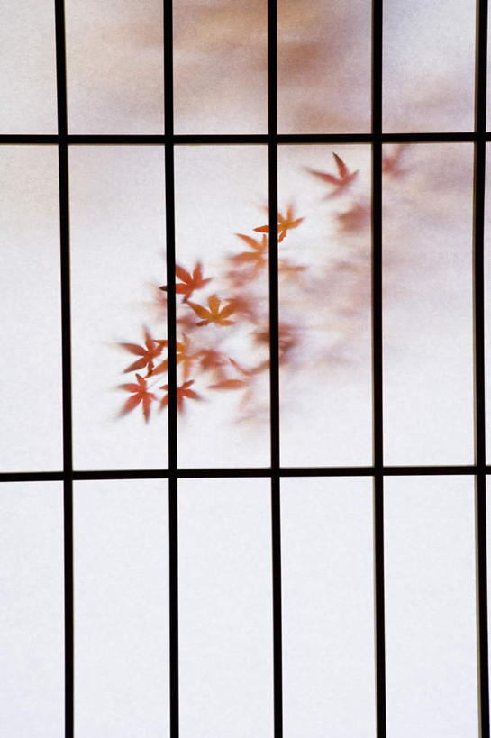 无人,栏杆,竖图,室内,特写,白天,正面,门,静物,叶子,许多,拉门,阴影,光线,影子,围栏,枫叶,枯叶,落叶,移门,护栏,黄色,红色,阳光,枫树叶,障子,纸门,拉窗,纸拉窗,纸拉门,叶,叶片,彩图