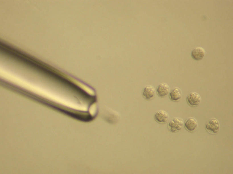 无人,横图,俯视,室内,特写,白天,实验,仪器,静物,棕色背景,检查,研究,反射,分析,科学,显微镜,观察,清晰,探索,放大,观看,仔细,透镜,科研,生物学,凸透镜,聚焦,关注,卵子,化验,检验,光学,清楚,彩图,高角度拍摄,受精卵