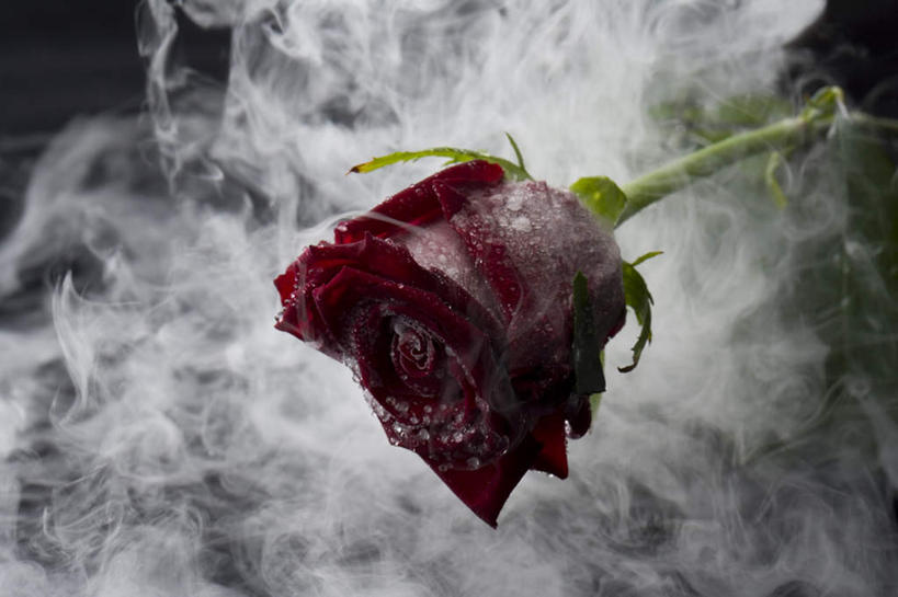 无人,横图,室内,特写,白天,正面,爱情,幸福,纯洁,热情,实验,玫瑰,静物,黑色背景,研究,盛开,科学,玫瑰花,浪漫,花蕾,霜,冰冻,花,花瓣,花朵,鲜花,一朵,花苞,花蕊,温暖,温馨,恩爱,摄影,影棚,和睦,科研,冻结,化验,感动,检验,尊敬,天真,刺玫花,徘徊花,彩图,影棚拍摄,拍摄,融洽