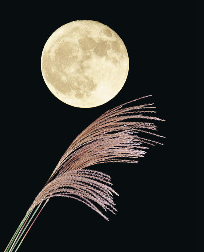 无人,竖图,室外,特写,夜晚,仰视,农作物,小麦,植物,黑色背景,圆形,月亮,月球,满月,谷物,月光,天空,天,稻谷,稻子,茅草,麦子,生长,晴朗,成长,明亮,万里无云,皎洁,晴空,晴空万里,彩图,低角度拍摄