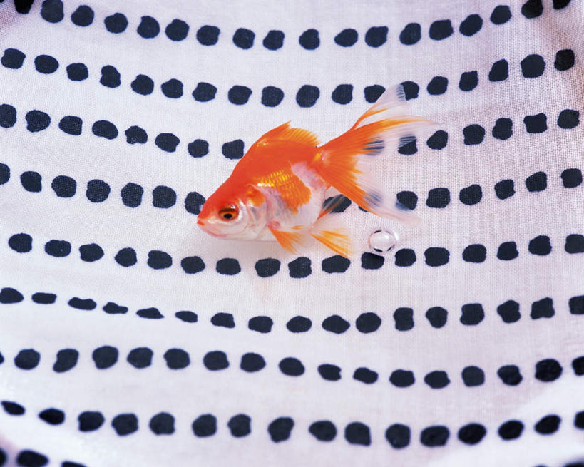 无人,横图,俯视,室内,白天,一排,一条,许多,整齐,金鱼,鱼,斑点,鱼类,排列,红色,动物,毛巾,队列,彩图,高角度拍摄