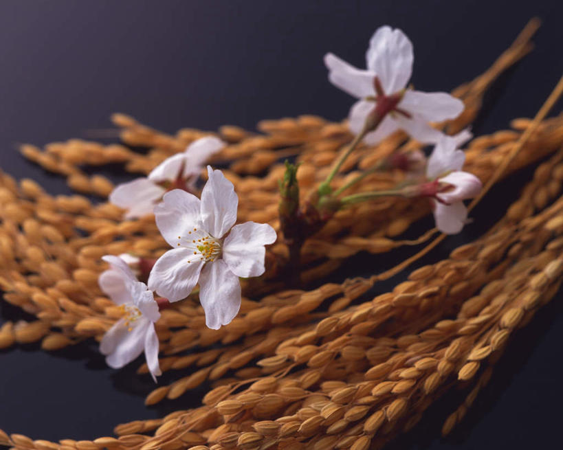 无人,横图,俯视,室内,特写,白天,幸福,纯洁,农作物,樱花,静物,五个,许多,黑色背景,盛开,谷物,稻穗,水稻,花蕾,稻,花,花瓣,花朵,鲜花,花苞,花蕊,摄影,影棚,等待,生命,仙樱花,福岛樱,青肤樱,高尚,热烈,荆桃,彩图,高角度拍摄,影棚拍摄,拍摄