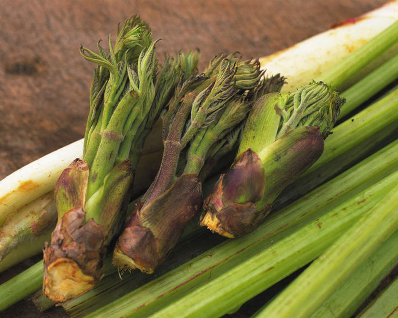 无人,横图,俯视,室内,特写,白天,植物,当归,芹菜,蔬菜,一堆,许多,堆叠,堆积,新鲜,食品,根,草药,药草,中药,食物,摄影,有机食品,绿色食品,影棚,堆,药材,中草药,中药材,本草,根芹菜,根洋芹,球根塘蒿,云归,西当归,秦归,岷当归,药芹,水芹,旱芹,彩图,高角度拍摄,影棚拍摄,拍摄