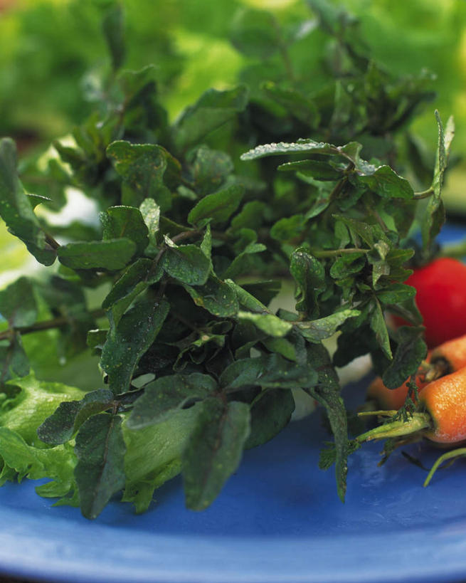 无人,竖图,俯视,室内,特写,白天,萝卜,白萝卜,蔬菜,叶子,新鲜,食品,绿叶,食物,两个,嫩叶,摄影,有机食品,绿色食品,影棚,叶,叶片,莱菔,彩图,高角度拍摄,影棚拍摄,拍摄