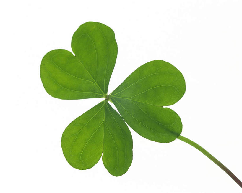 无人,横图,俯视,室内,特写,白天,白色背景,幸福,叶子,纹路,茎,三叶草,绿叶,枝条,三片,绿色,嫩叶,摄影,影棚,车轴草,叶,叶片,叶脉,彩图,高角度拍摄,影棚拍摄,拍摄