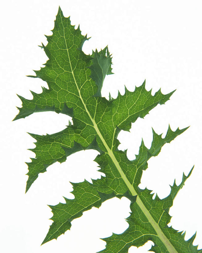 无人,竖图,室内,特写,白天,白色背景,正面,叶子,许多,残缺,纹路,茎,绿叶,枝条,绿色,嫩叶,摄影,影棚,锯齿,叶,叶片,叶脉,彩图,影棚拍摄,拍摄