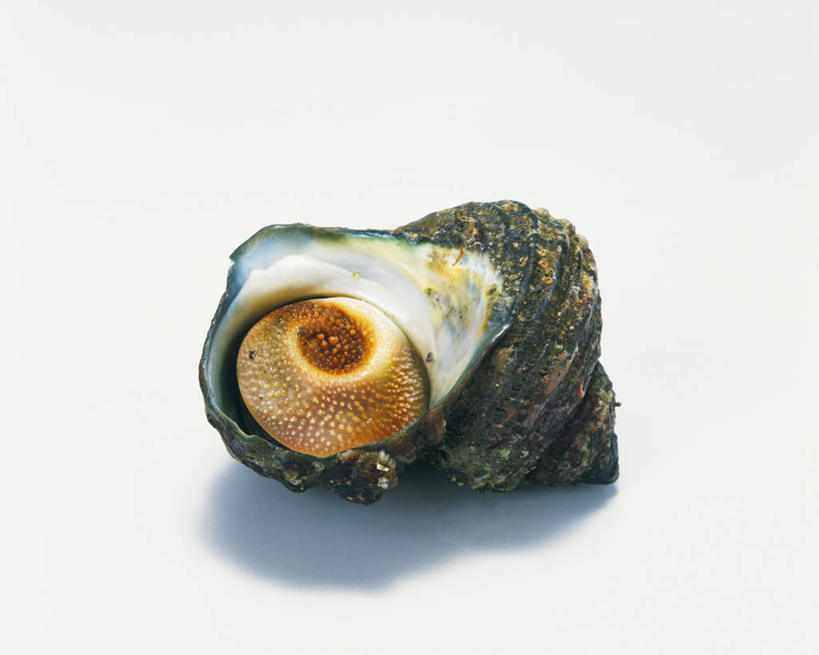 无人,横图,室内,特写,白天,白色背景,正面,阴影,光线,影子,海洋生物,一个,阳光,摄影,影棚,单个,水生动物,水生物,螺蛳,海底动物,田螺,蜗篱,师螺,蜗蠃,方田螺,滨螺,厚壳玉黍螺,彩图,影棚拍摄,拍摄